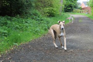 Piccolo levriero italiano