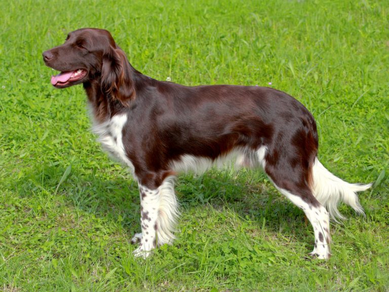 Piccolo muensterlander