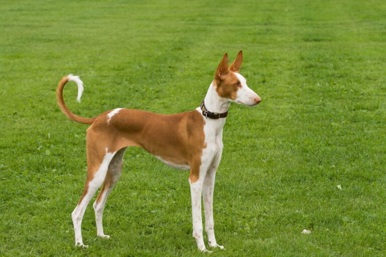 Podenco ibicenco
