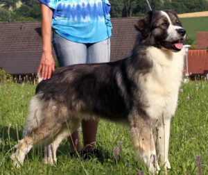 Romanian carpathian sheperd dog