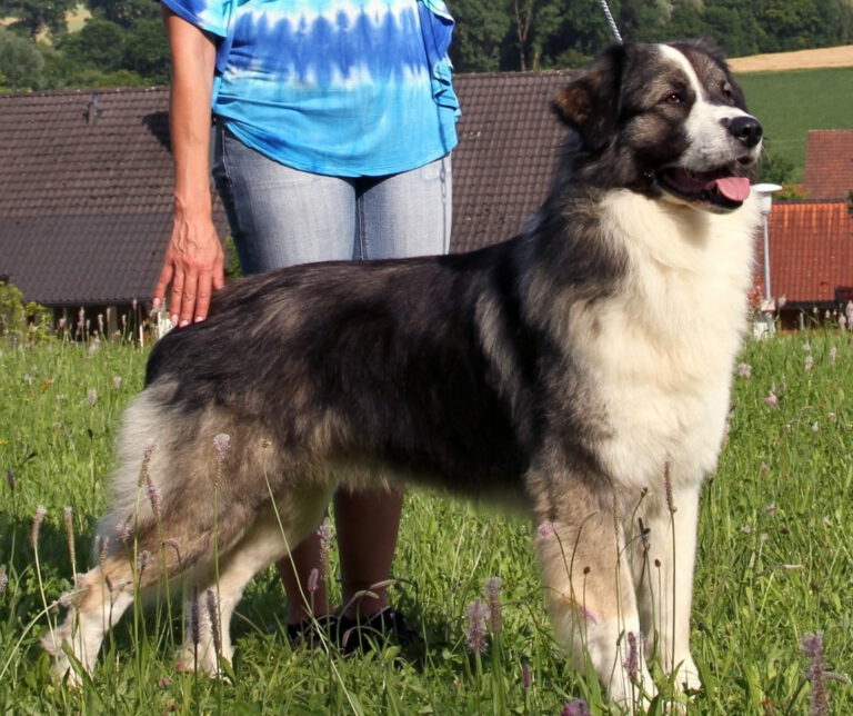 Romanian carpathian sheperd dog