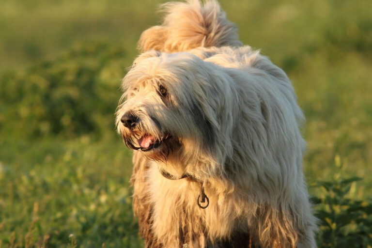Romanian mioritic sheperd dog