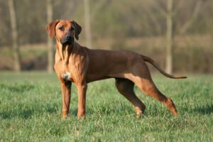 Rhodesian ridgeback
