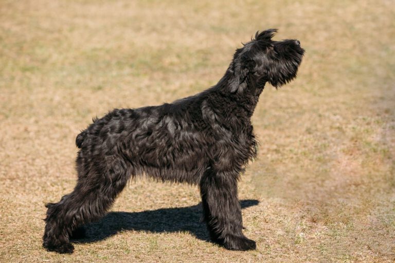 Riesenschnauzer