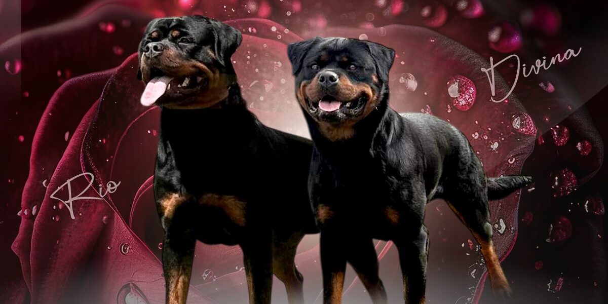 Cuccioli Di Rottweiler Disponibili in Allevamento