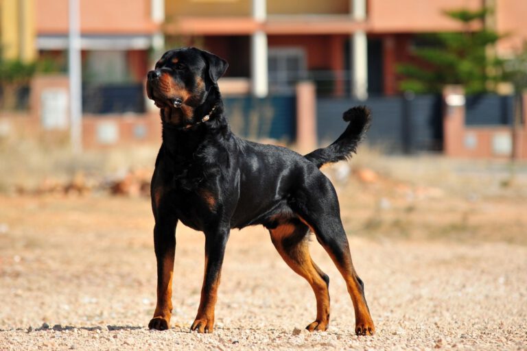 Rottweiler