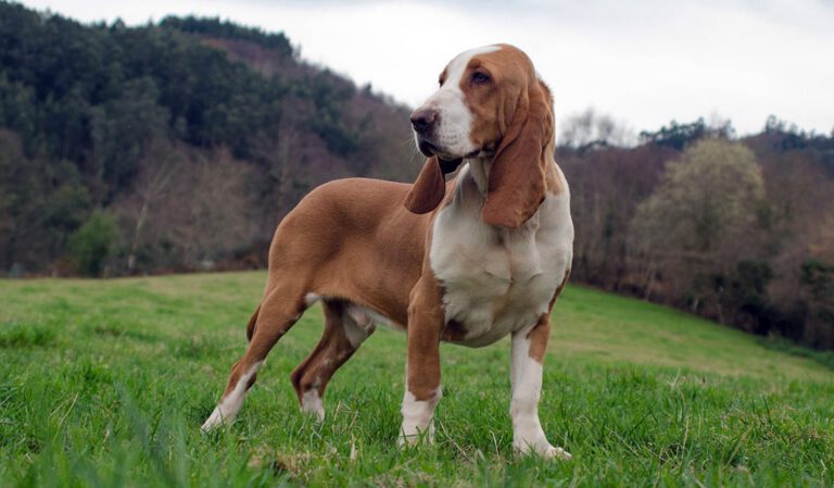 Sabueso espagnol