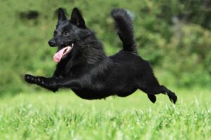 Schipperkee