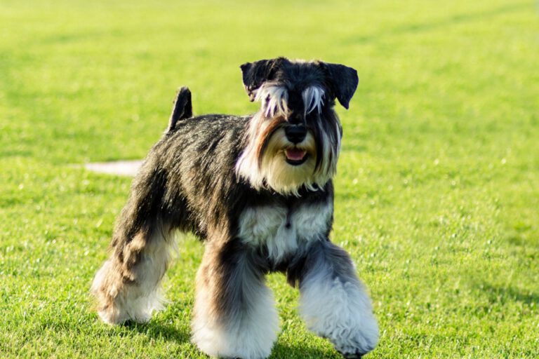 Schnauzer