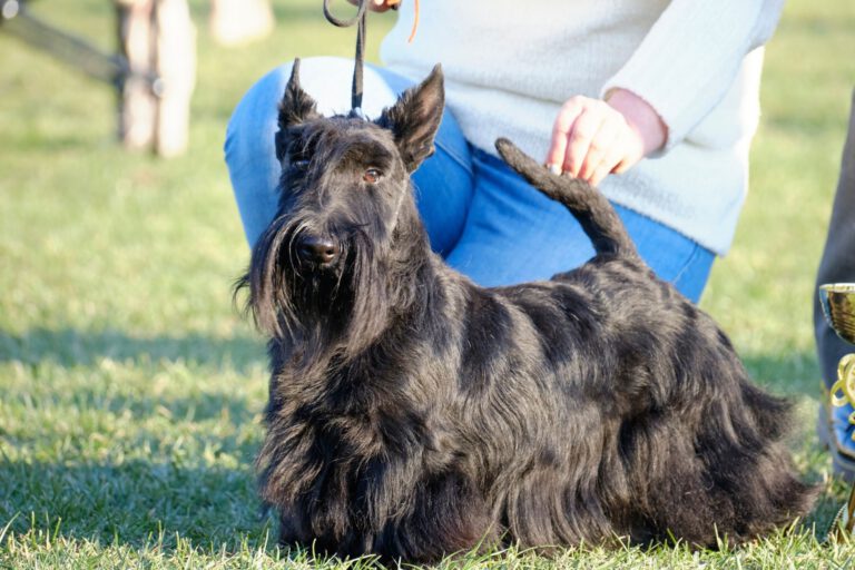 Scottish terrier