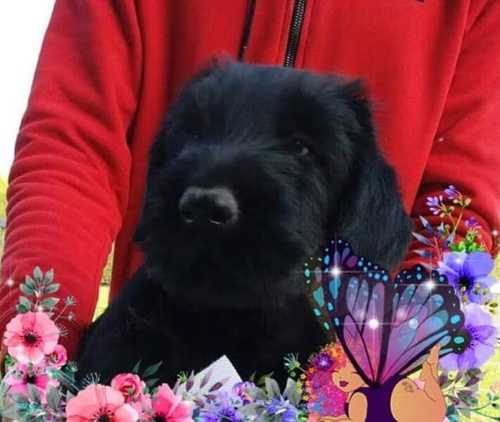 DISPONIBILI CUCCIOLI DI RIESENSCHNAUZER