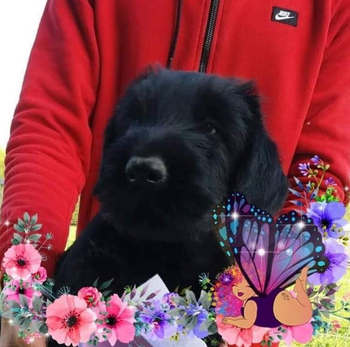 DISPONIBILI CUCCIOLI DI RIESENSCHNAUZER