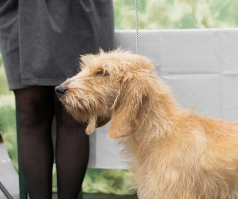 Segugio della bosnia a pelo duro