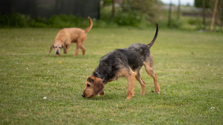 Segugio dell’appennino