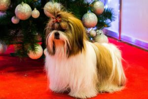 Shih tzu