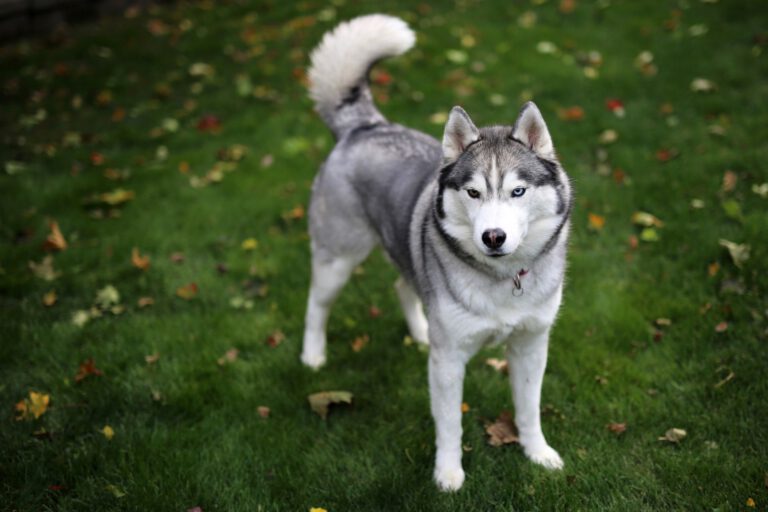 Siberian husky