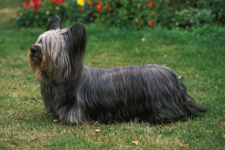 Skye terrier