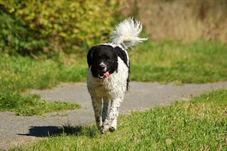 Spaniel olandese