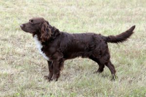 Spaniel tedesco