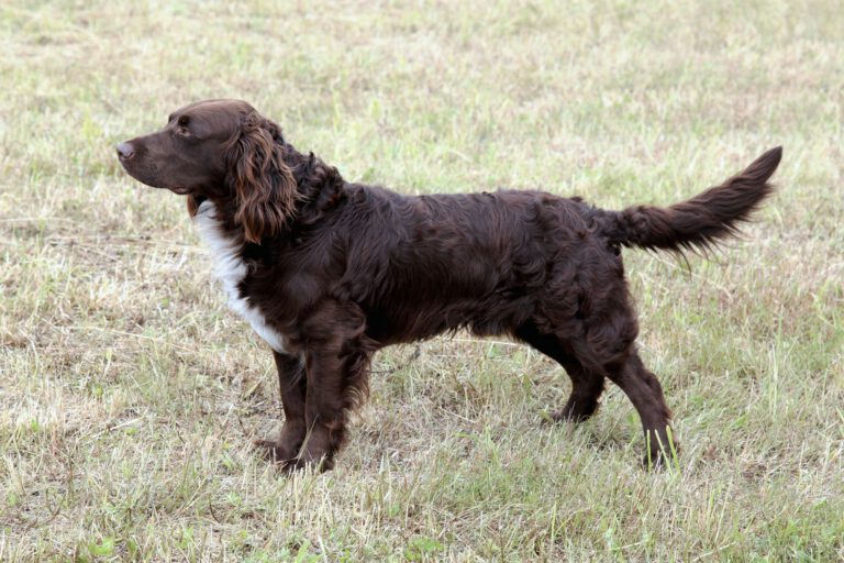 Spaniel tedesco