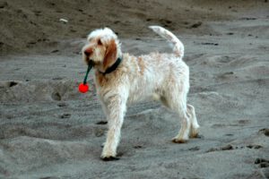 Spinone italiano