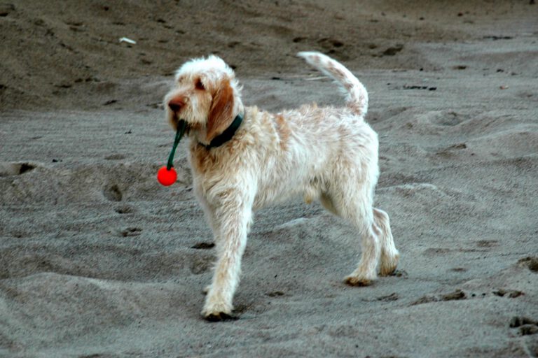Spinone italiano