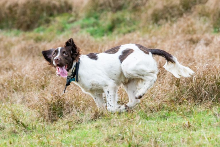 Springer spaniel inglese