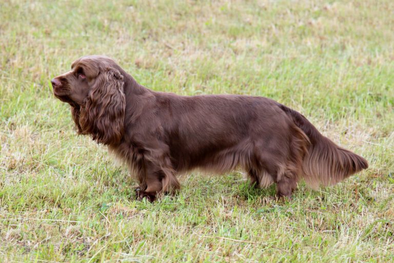 Sussex spaniel