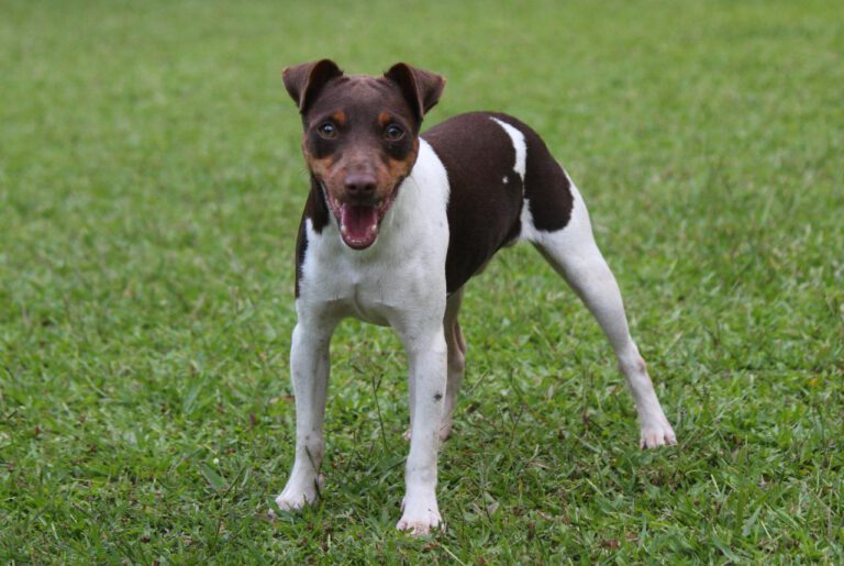 Terrier brazileiro