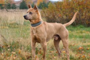 Thai ridgeback dog