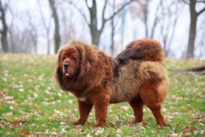 Tibetan mastiff