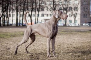 Weimaraner