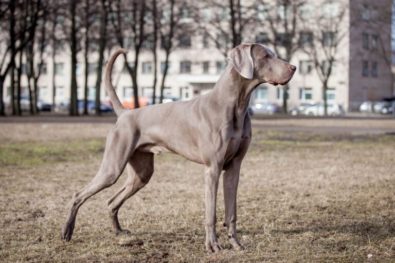 Weimaraner