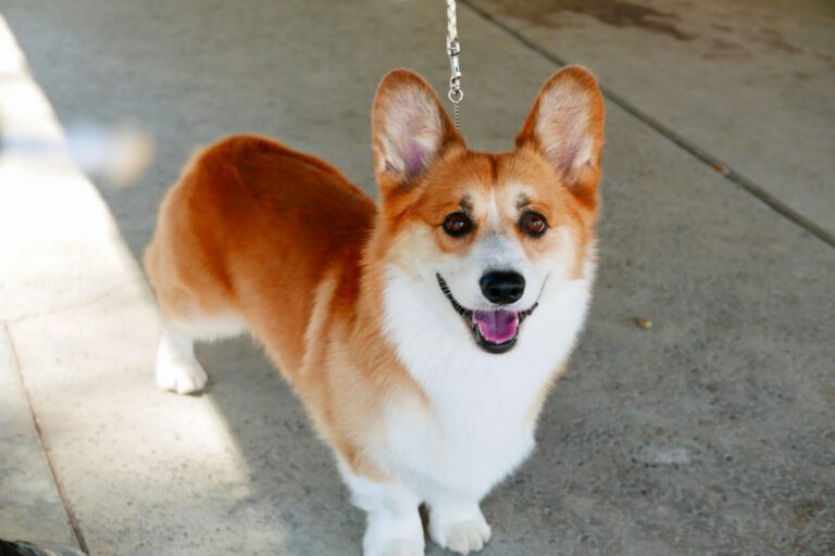 Welsh corgi pembroke