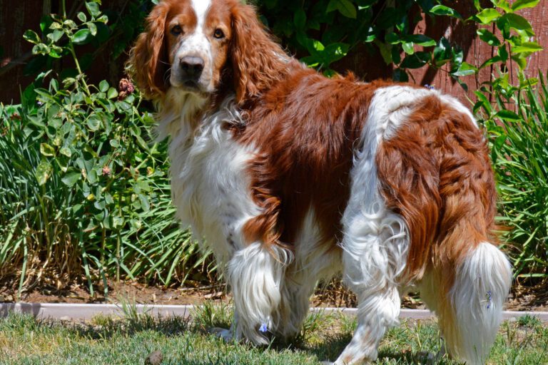Welsh springer spaniel