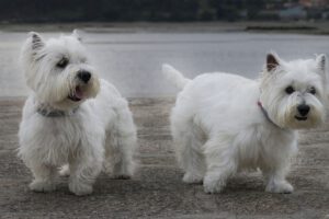 West highland white terrier
