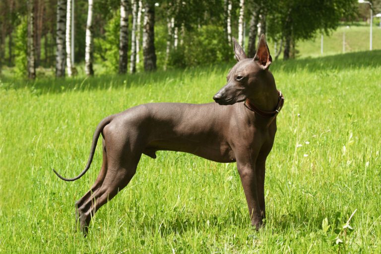 Xoloitzcuintle