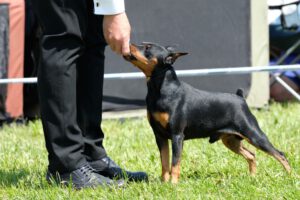 Zwergpinscher