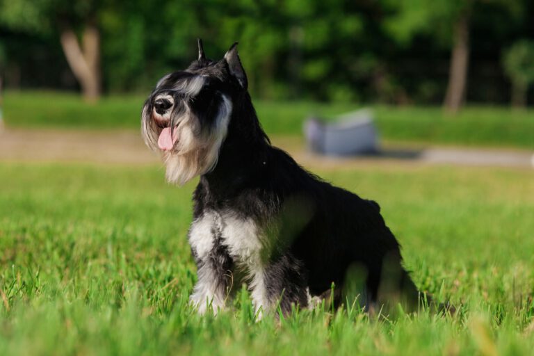 Zwergschnauzer