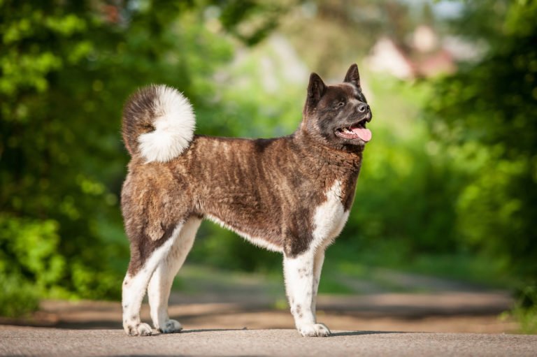 Akita americano