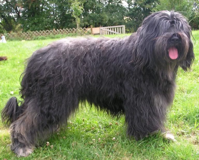 Cao da sierra de aires