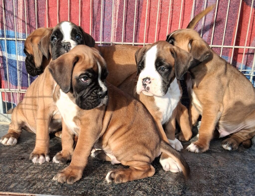 boxer cuccioli