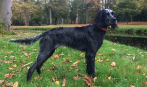 Epagneul blue de picardie