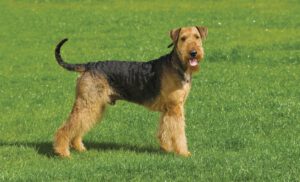 Airedale terrier