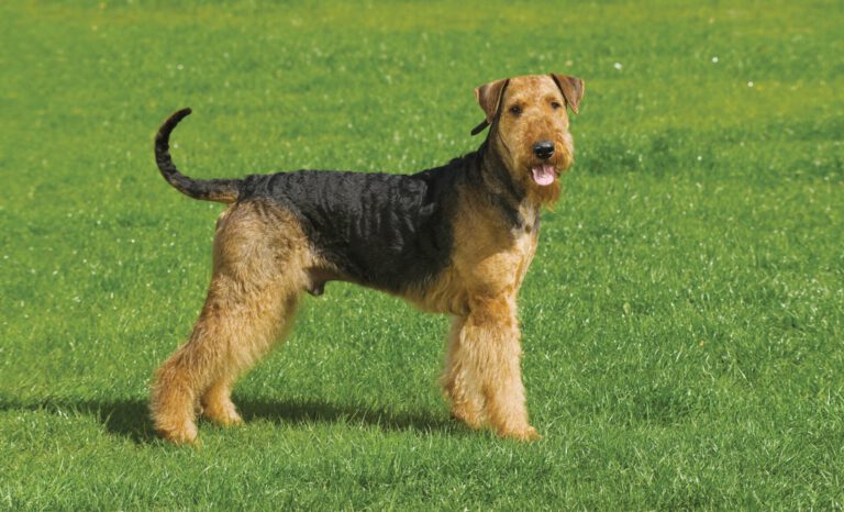 Airedale terrier