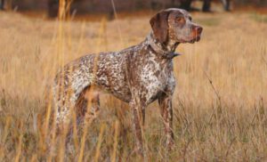 Bracco del bourbonnais