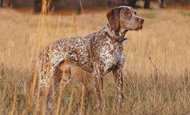 Bracco del bourbonnais